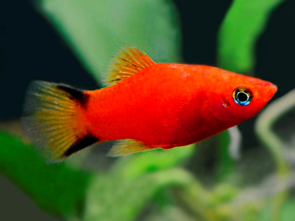 red comet platy